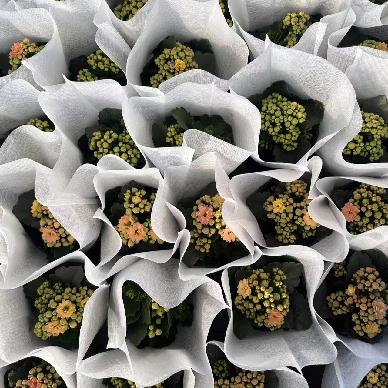 花之恋专属福袋【花苞毛绒一代一棵】