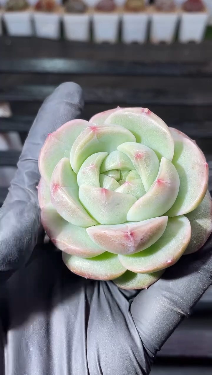  13-56新珍妮3-4厘米量拍发一颗