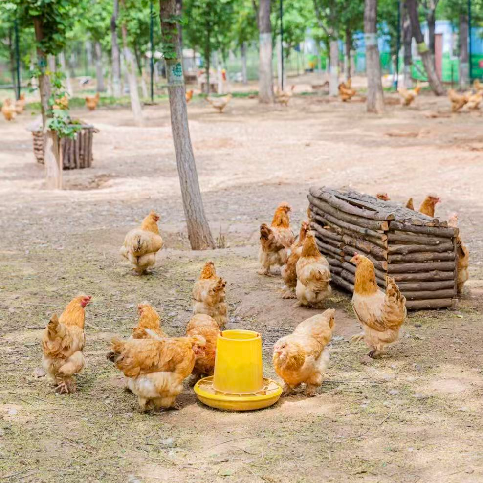 【散养老母鸡】 林下散养溜达老母鸡 保3斤以上 保1年半以上
