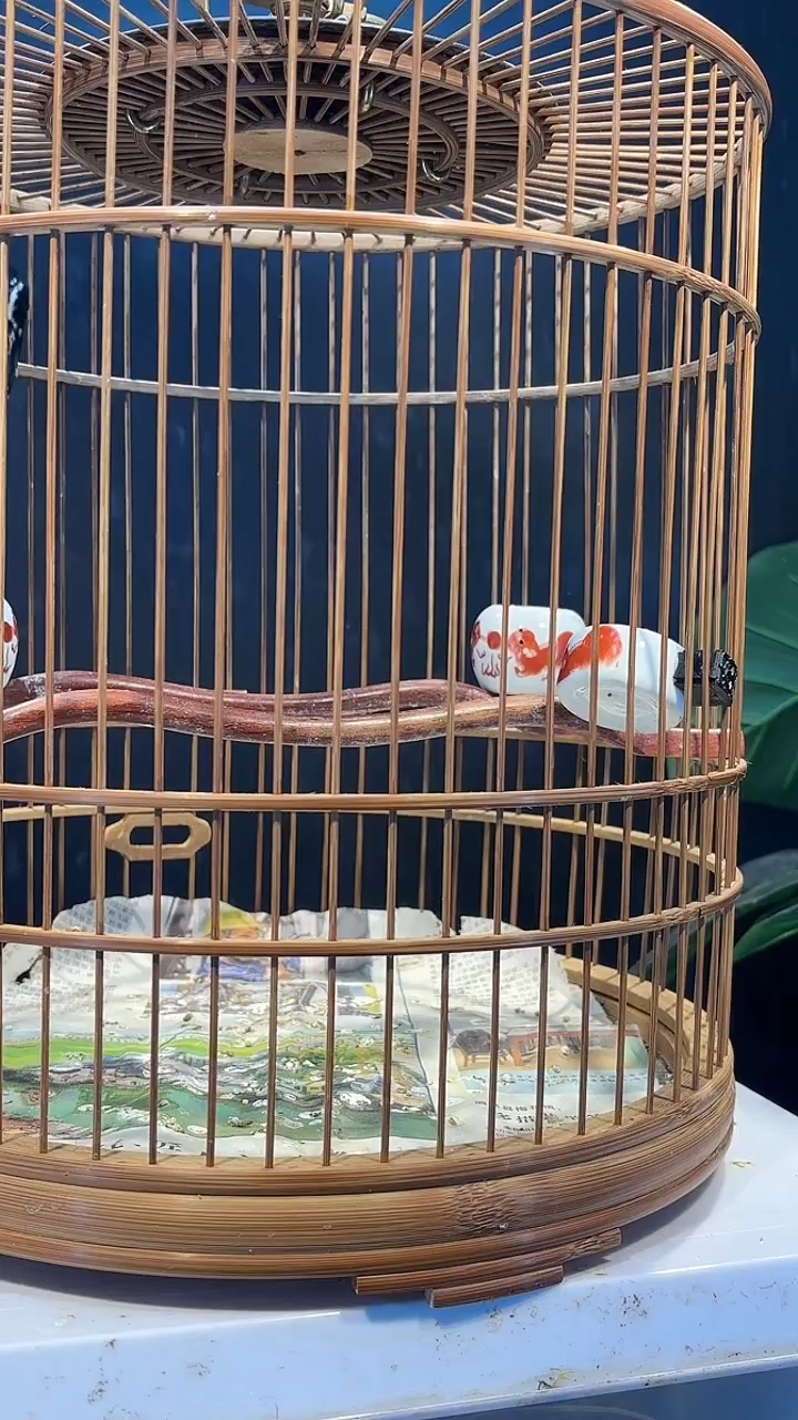 2号  黄腹养笼  0元起拍