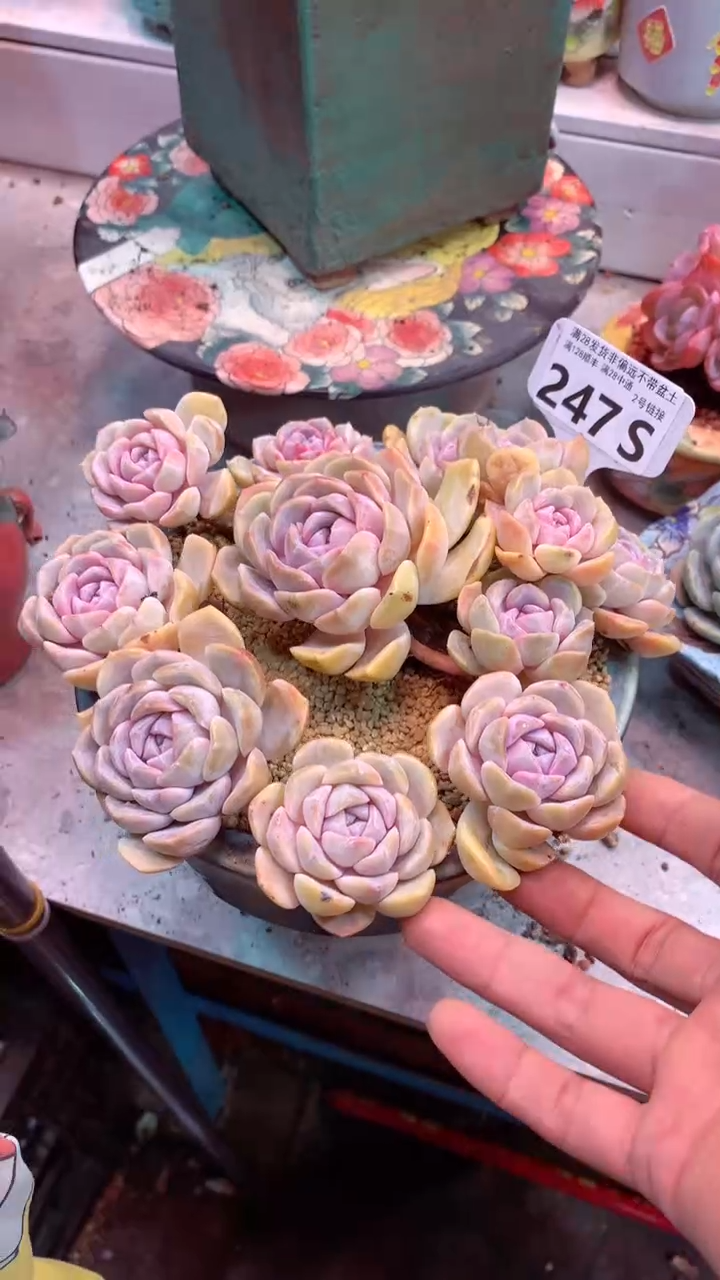 247S 只走物流 汉堡 模特台