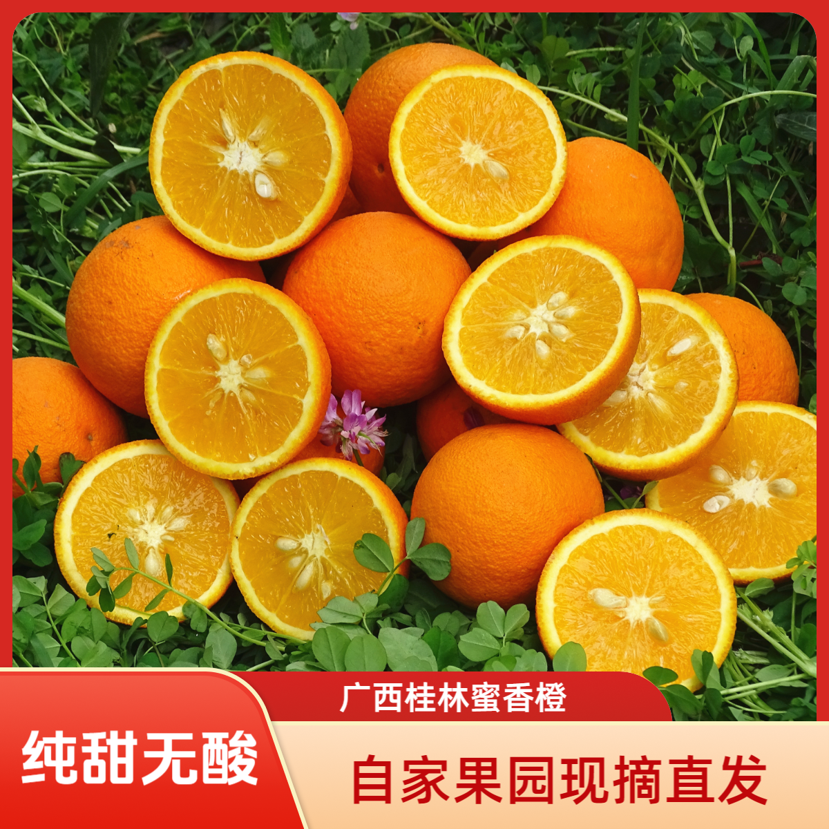 广西桂林蜜香橙果园现摘直发新鲜多汁应季水果纯甜无酸橙子