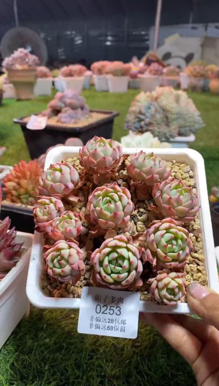 【闪购商品】0253a