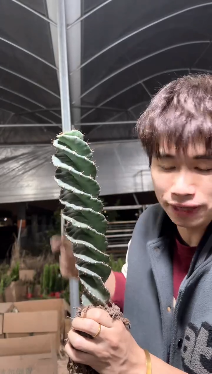 精品 龙卷风【带根】高20cm+