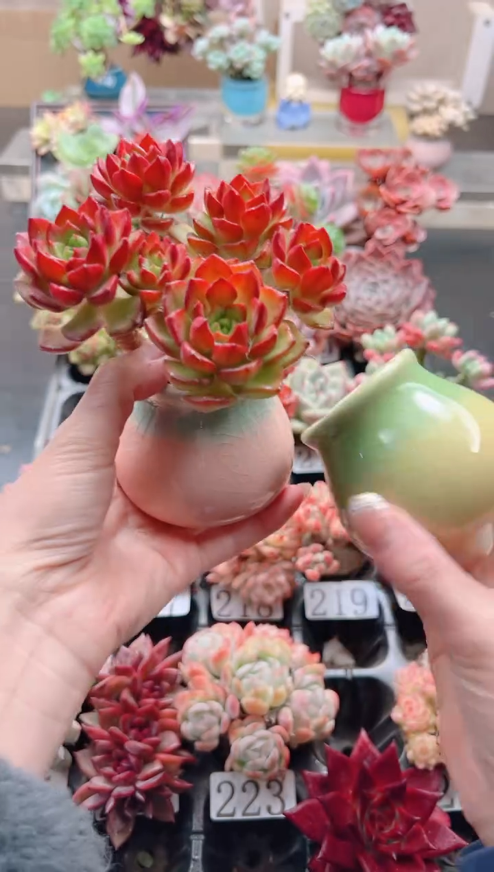 大肚盆一个，不含多肉颜色随机发