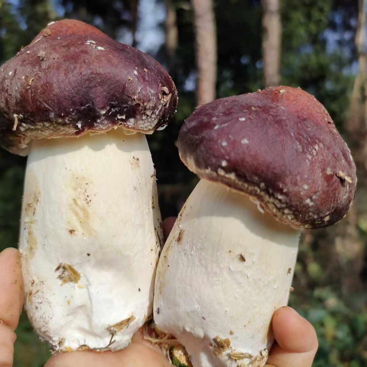 【四川达州】高新区成都社区干赤松茸美味