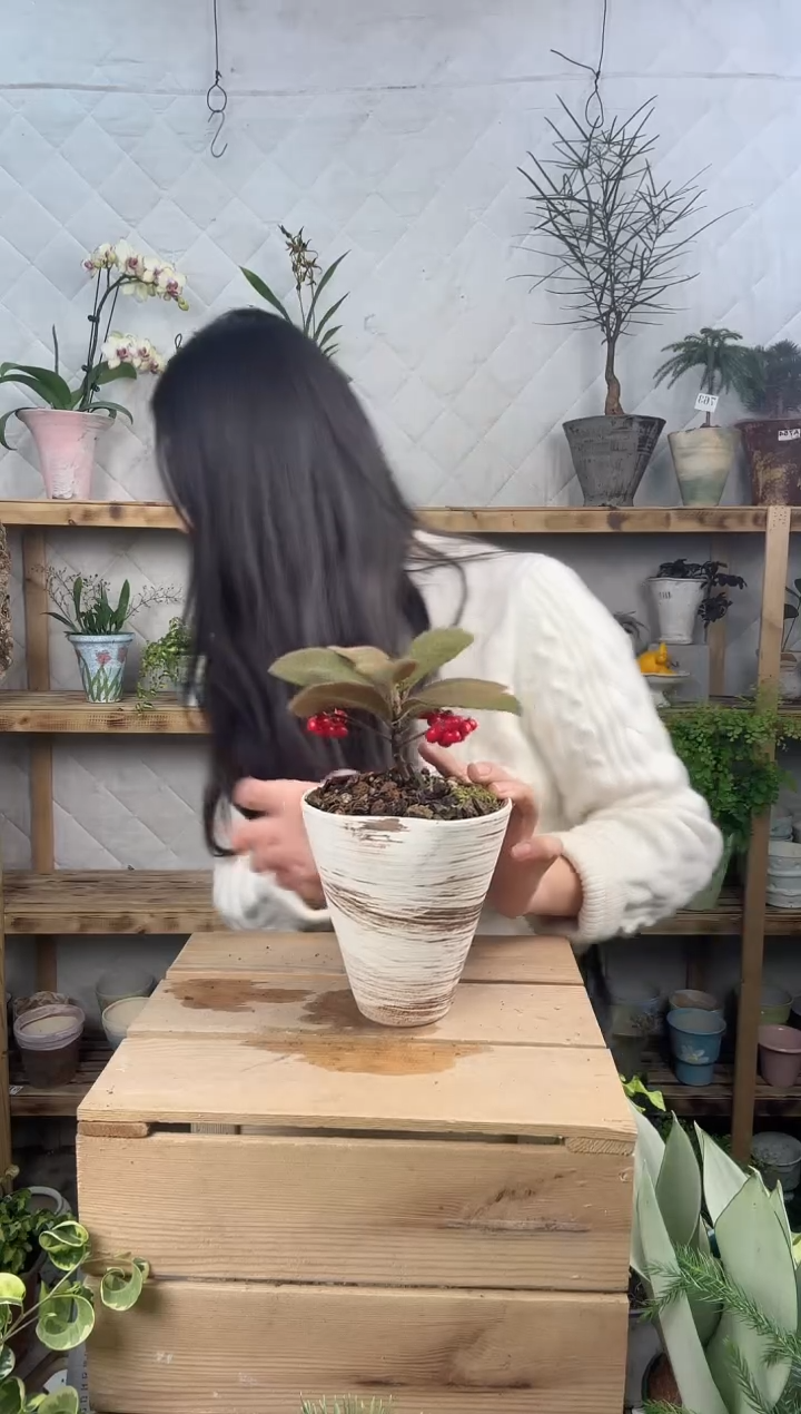 无花朵881虎舌红加盆一套