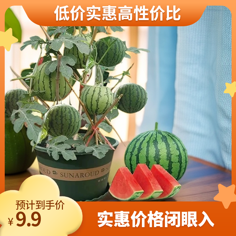 8424西瓜苗秧盆栽麒麟大西瓜种籽南方超甜西瓜水果蔬菜苗秧苗
