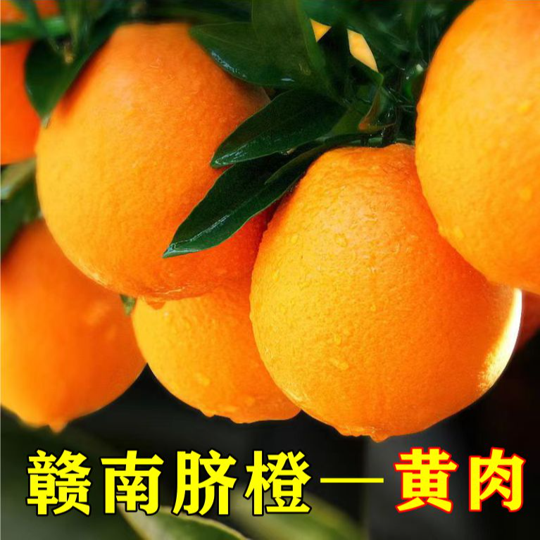 赣南脐橙纽赫尔品种裸根