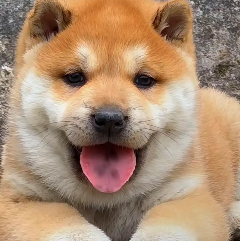 中华田园犬五黑犬黄狗白面五红犬