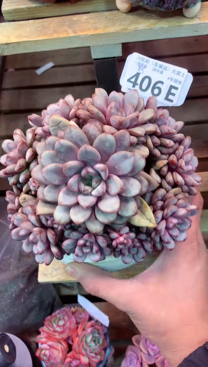 406E（一物一拍，精品多肉，w所见即所得 