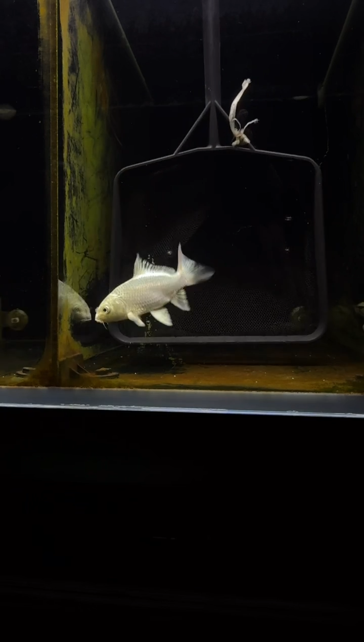 蝴蝶鲤鱼峰***9白蝴蝶鲤