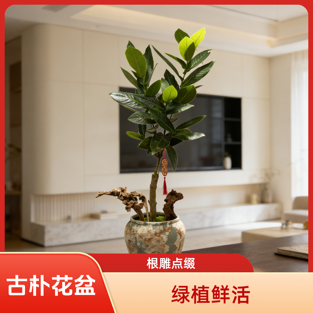 013盆栽花店送花上门