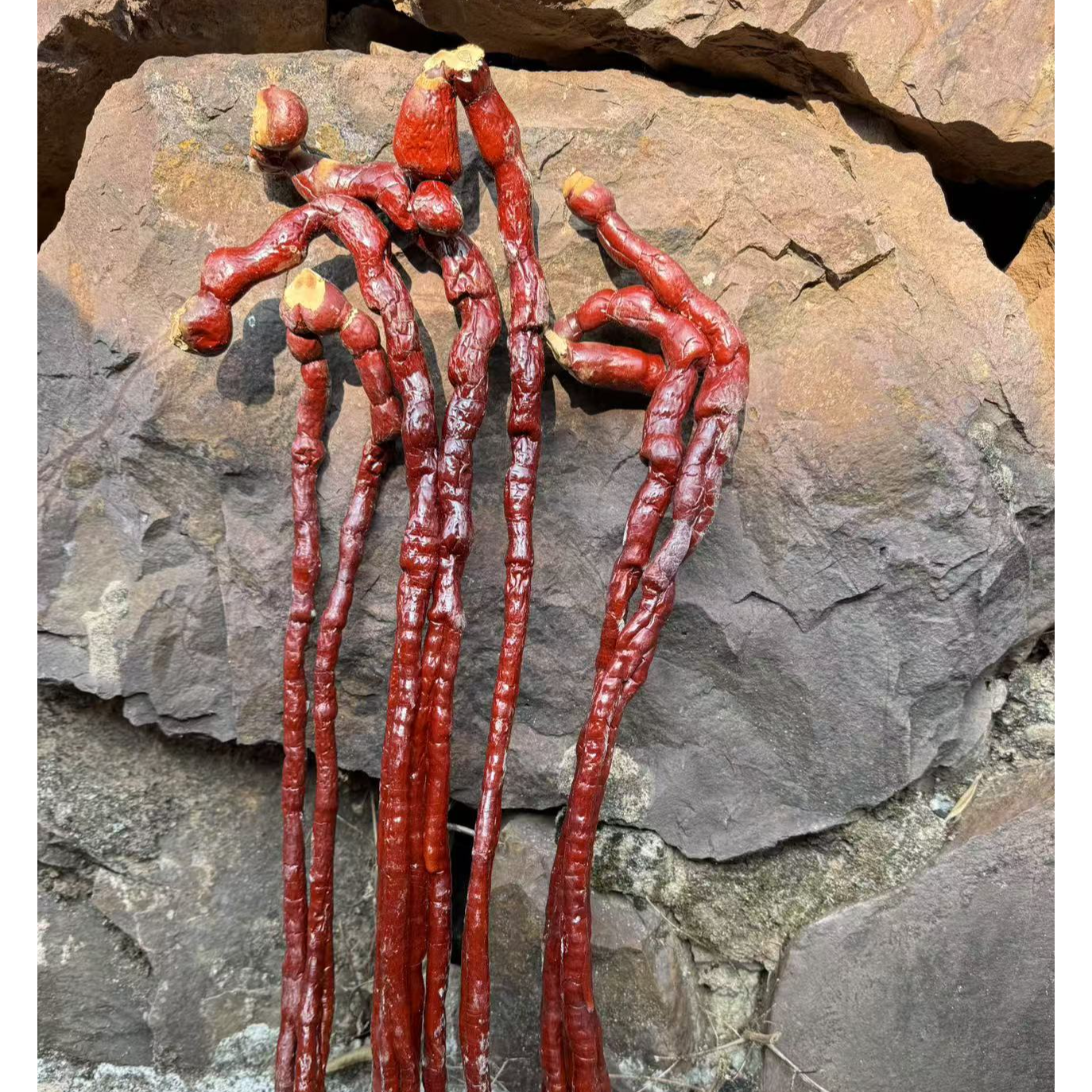 高山 农家 鹿角灵芝