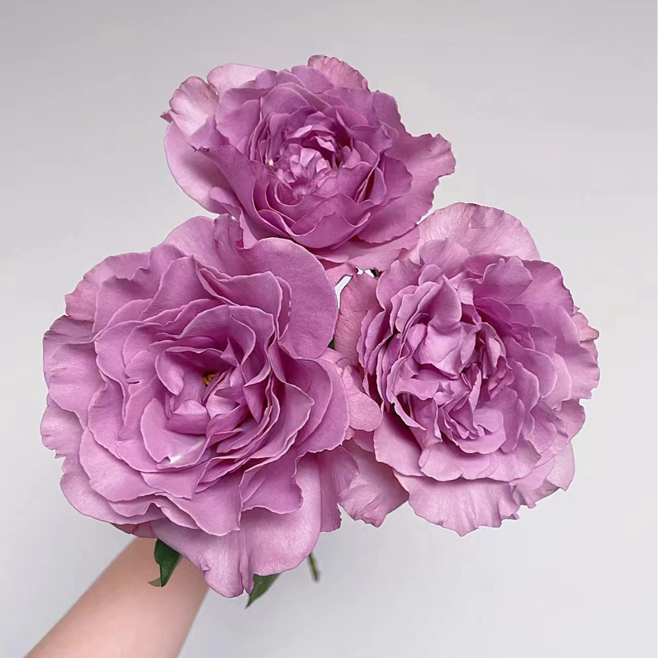 【源头一手价】C级暮光之城玫瑰10支  云南基地鲜花直发  家养水养