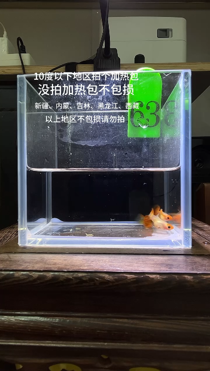 孔雀鱼金粉孔雀鱼编号63