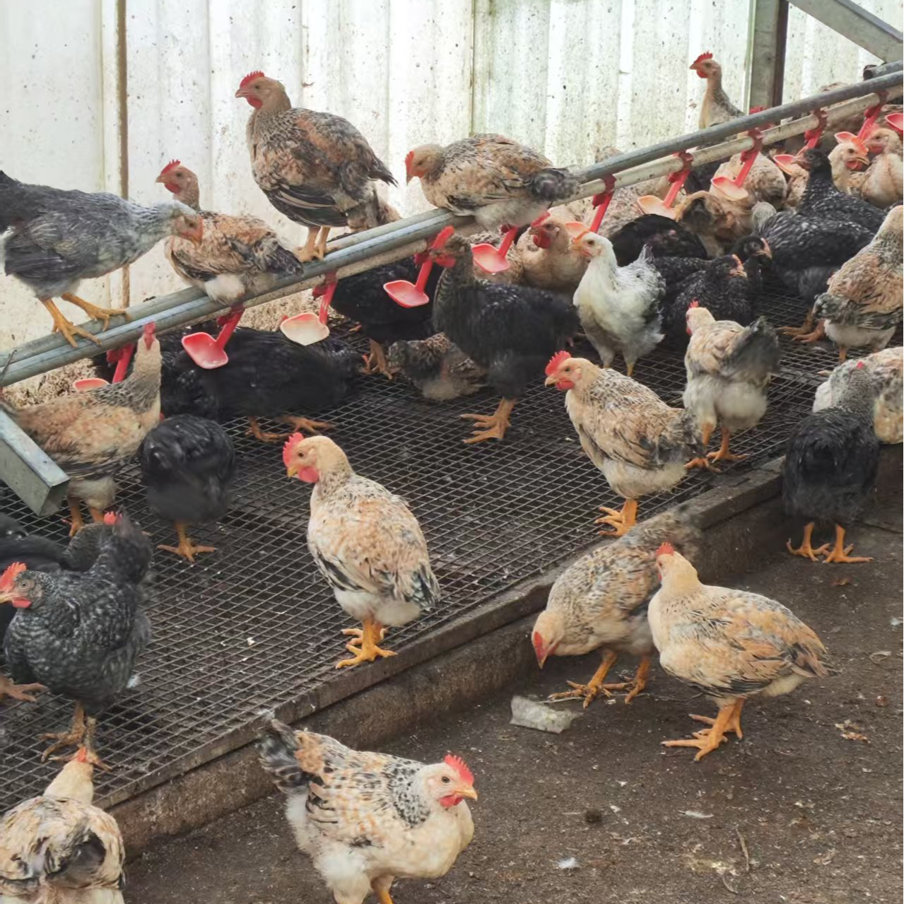 宠物鸡 芦花鸡 4只 包邮（每只约 1.5斤）