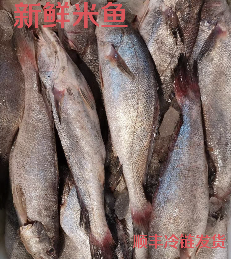 连云港本地新鲜海捕米鱼（鮸鱼） 现场下单现场秤 顺丰冷链速冻发货