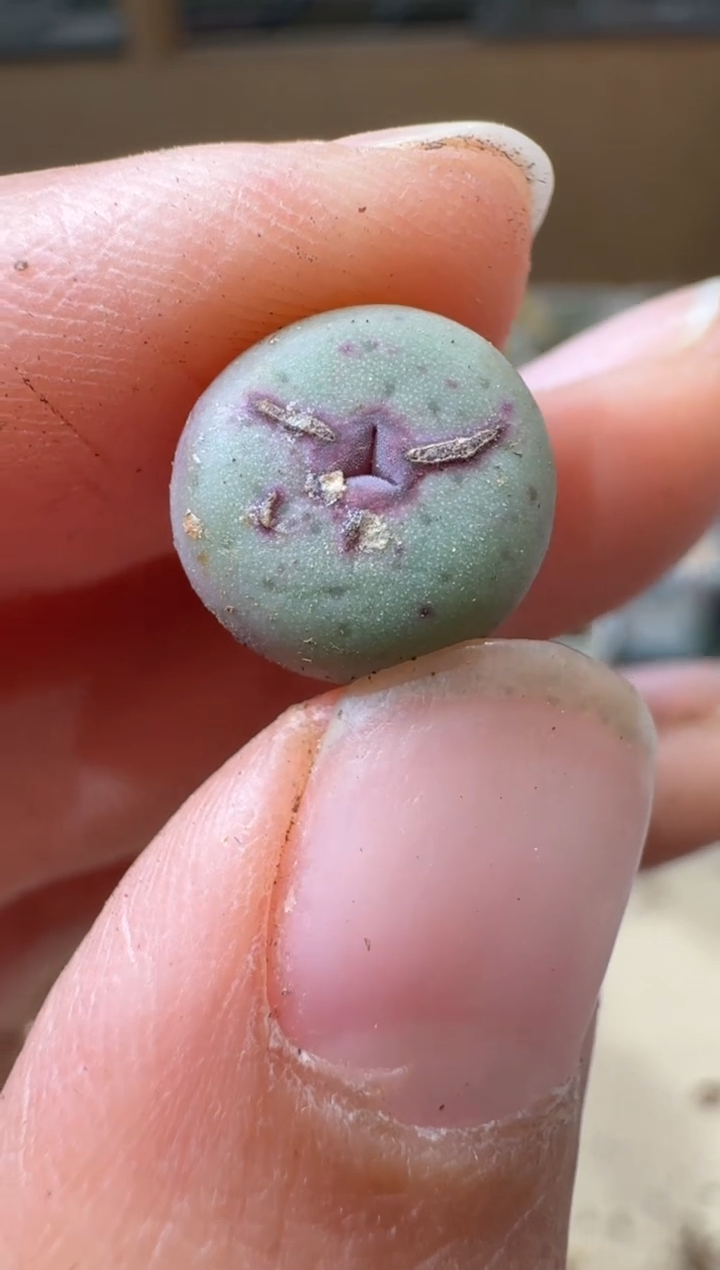10-196多肉植物肉锥
