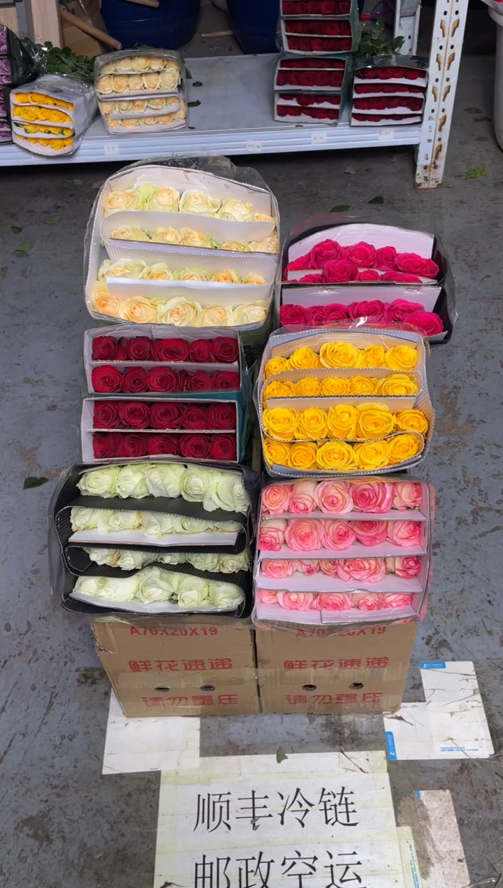 单头玫瑰60枝（任意3个品种）