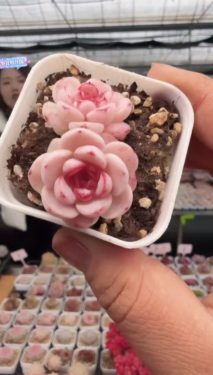 东云多肉园新款-25