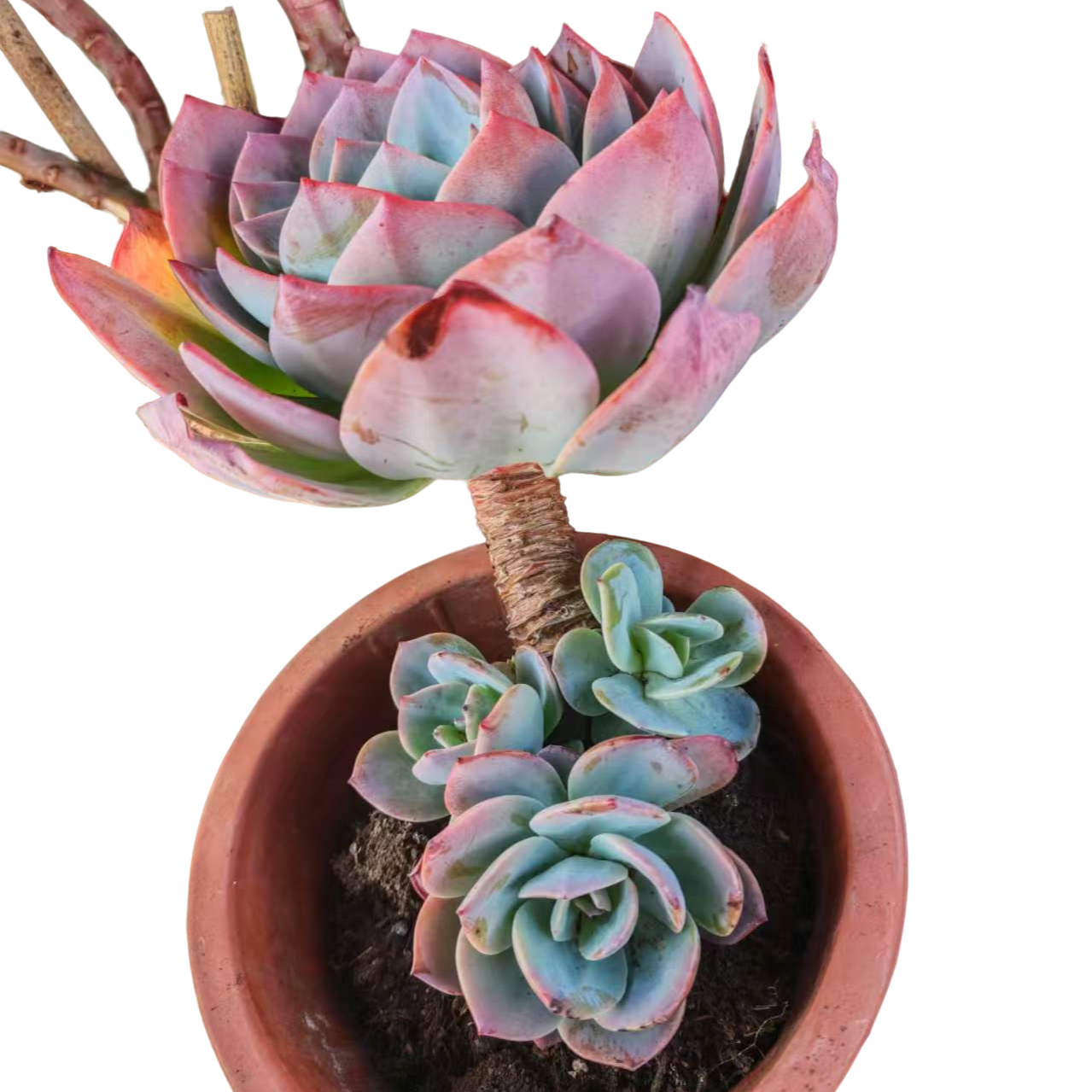 精品多肉 血凤 （好看好养）