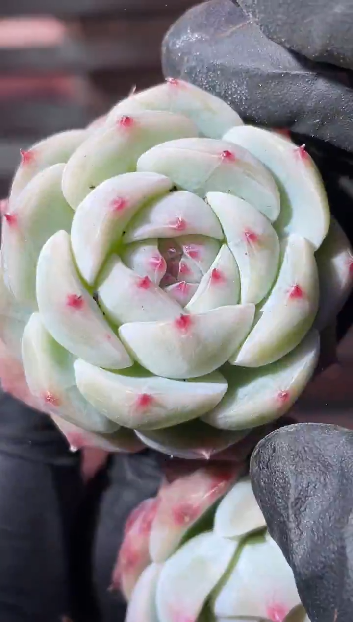 33-37 没名字3-4厘米量拍发一颗