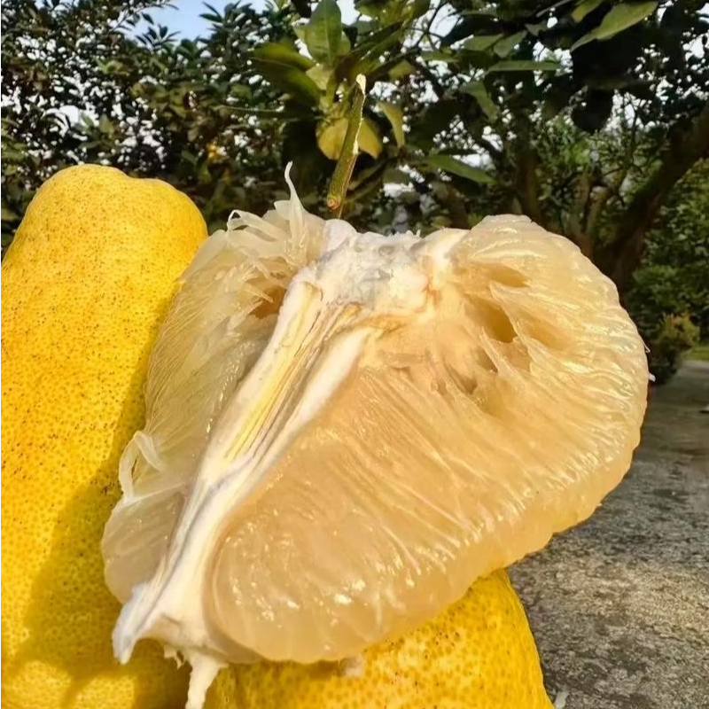 【福利X】【次日达】正宗重庆长寿邻封沙田柚老树果纯甜无酸应季水果重庆市