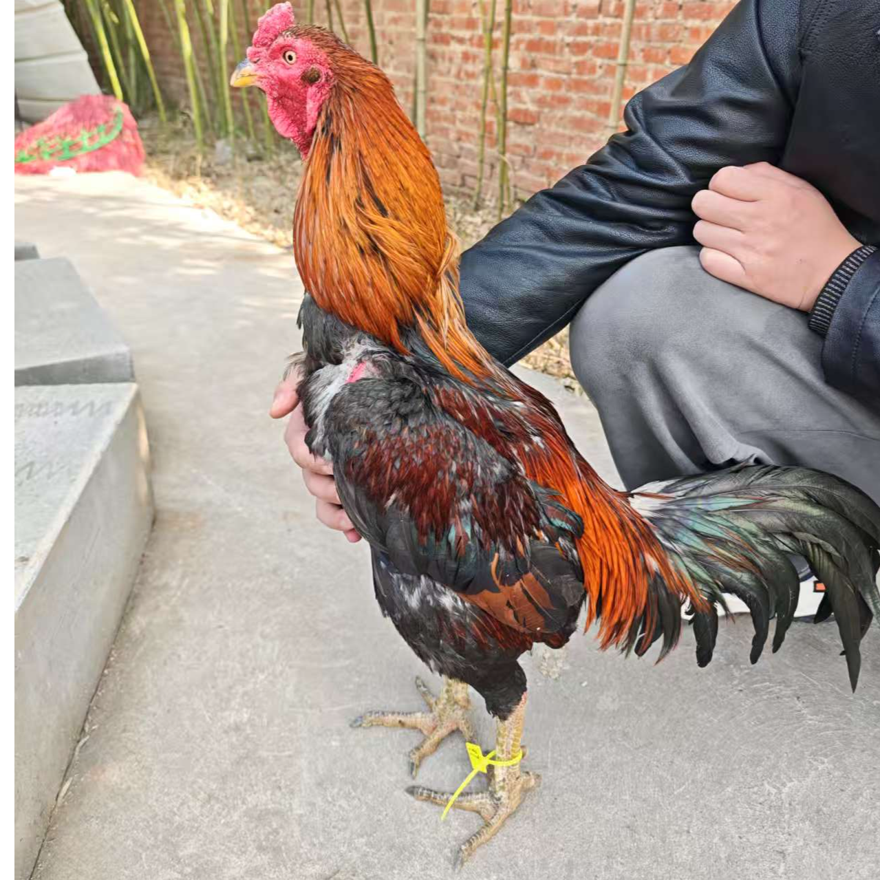 农村散养土鸡斗鸡97