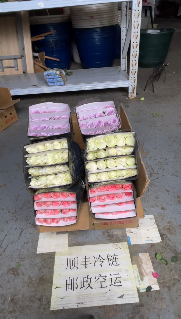 戴安娜20枝+骄傲20枝+海洋之歌20枝