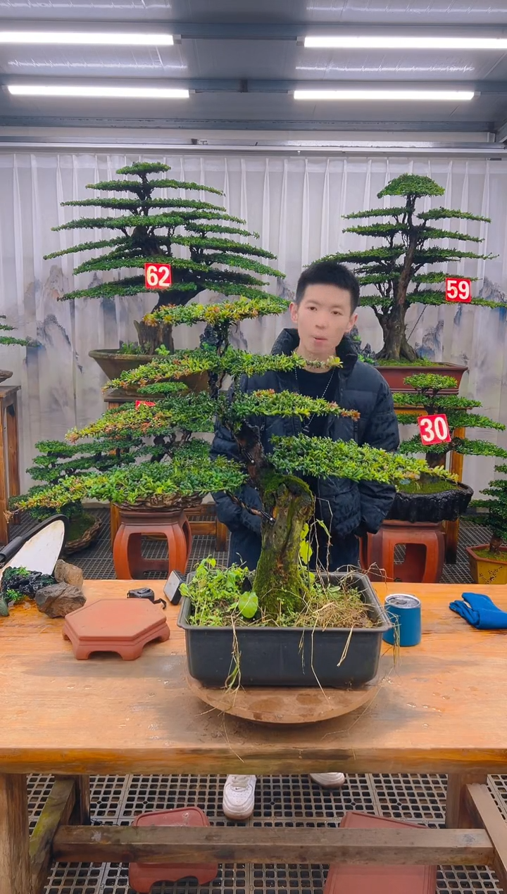 无花朵精品盆景直播间一物一拍