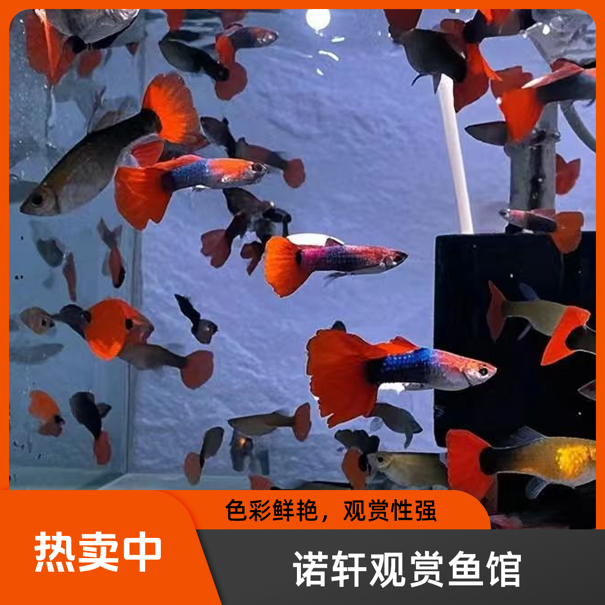 巴西红扇精品孔雀鱼观赏鱼热带鱼淡水鱼小型鱼纯种鱼渔场批发