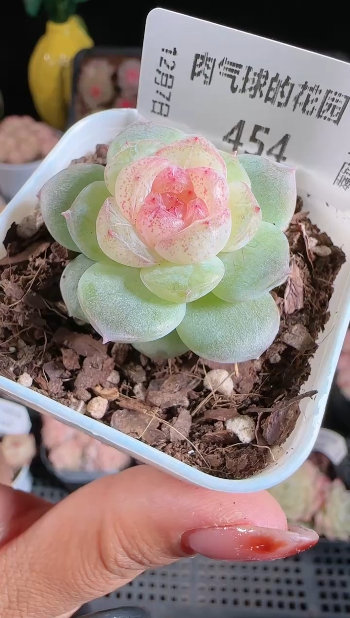 1207-454若梦多肉群生不包整