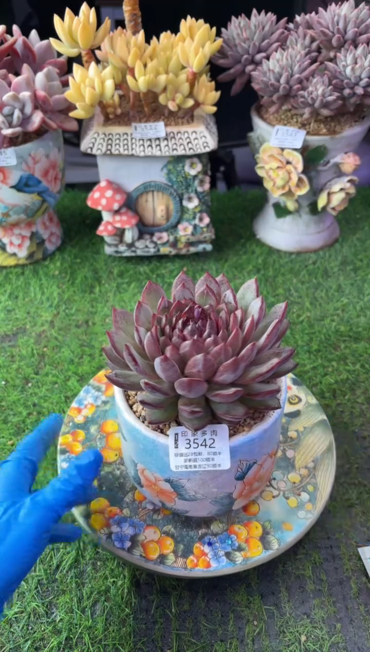 昆明印象多肉3542