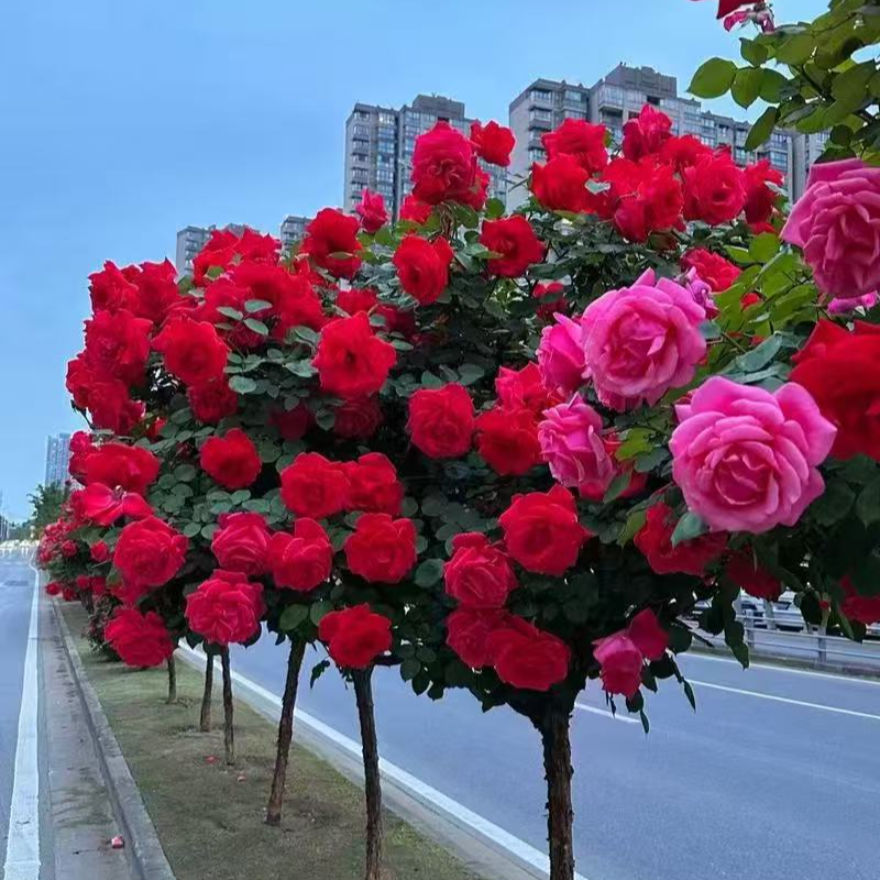 【买一送一】红粉双色树状月季四季常开大花浓香型花卉月季绿植