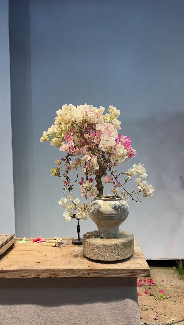 以实际为准三角梅A26