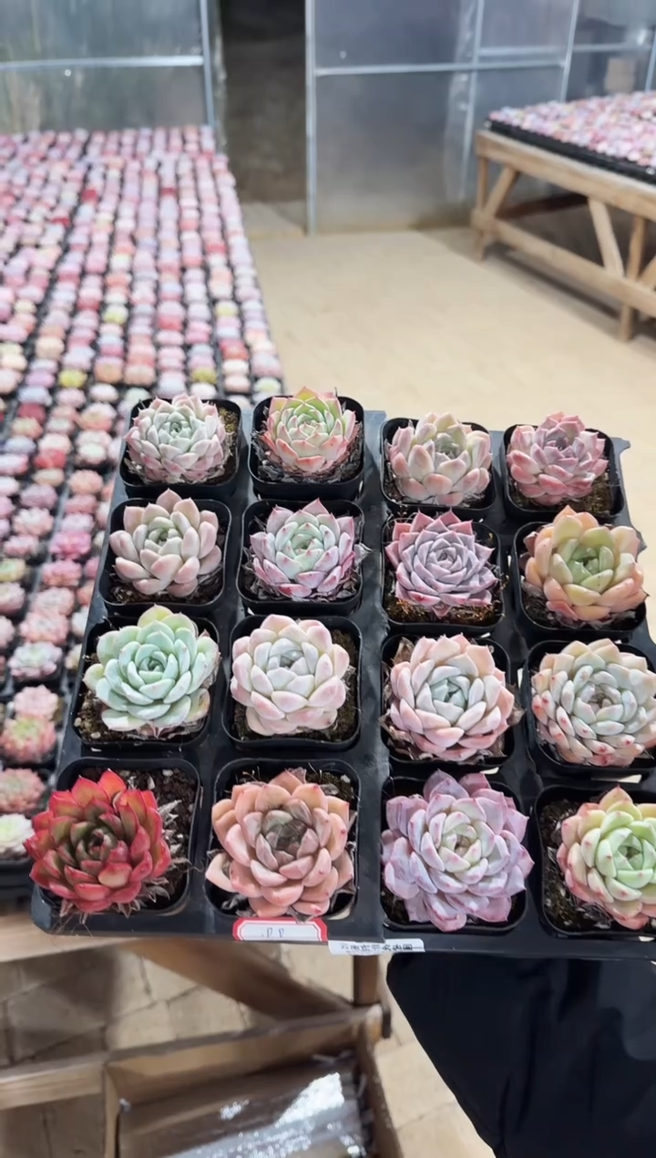 东云多肉园新款-02