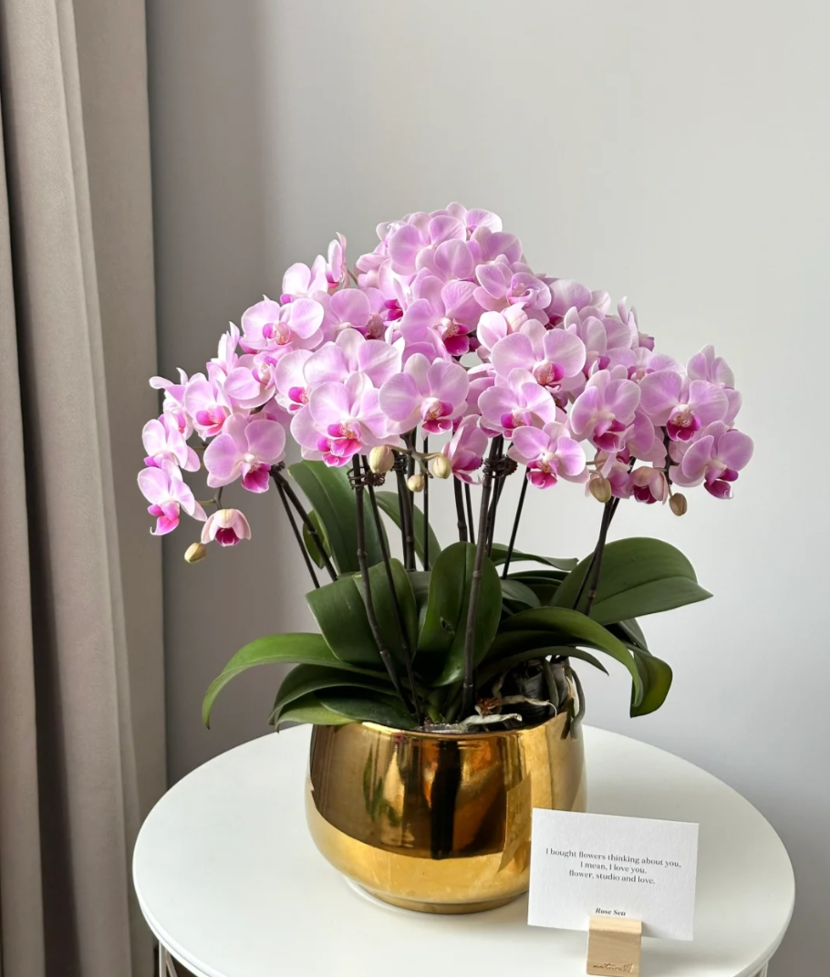 【初恋】 3.0寸杯蝴蝶兰苗 室内高端花 无剑无花佛山基地直发