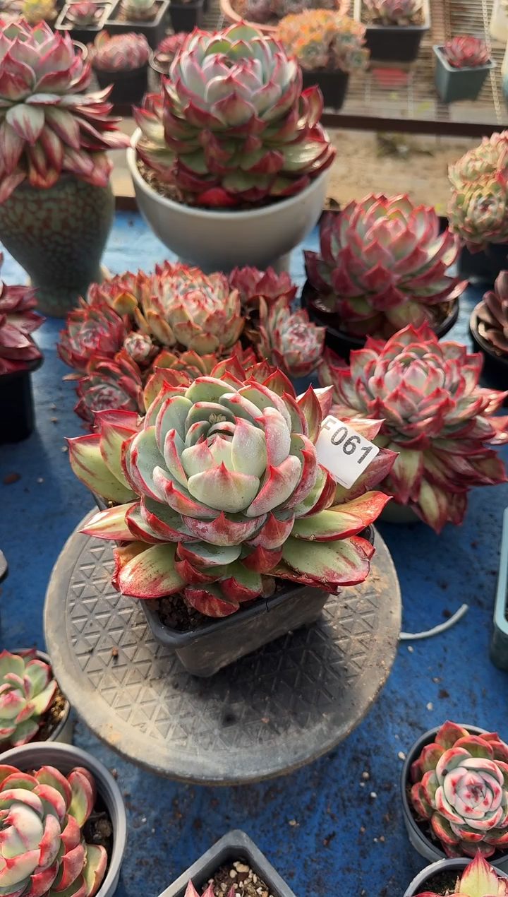 人****技F061惊鸿仙子（裸根发货）（微瑕）