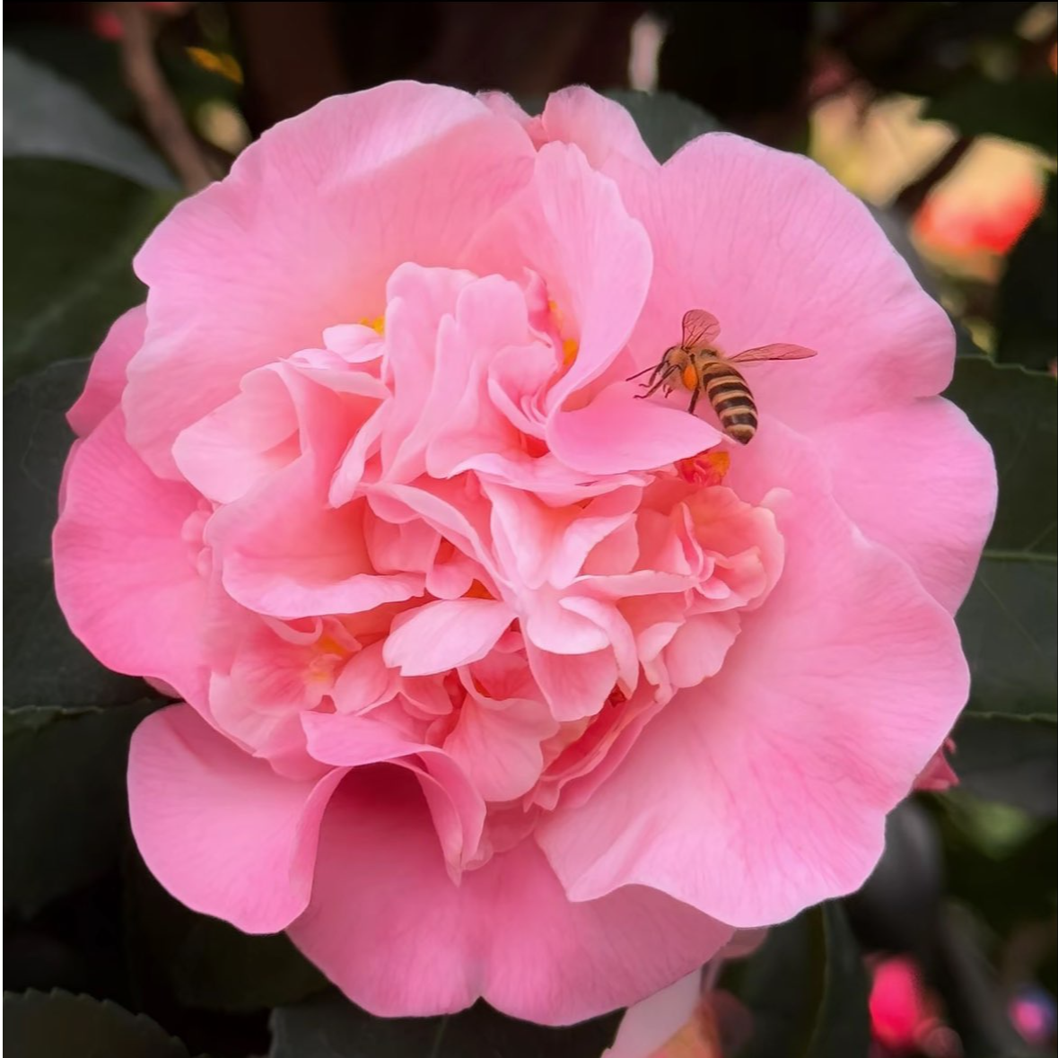 带花苞浓香型粉色重瓣山茶花室内外耐寒好养花卉绿植盆栽