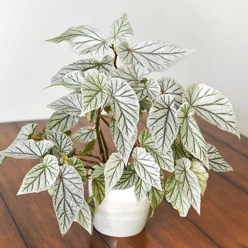 唐米勒秋海棠热带植物室内高端观赏绿植好养易打理