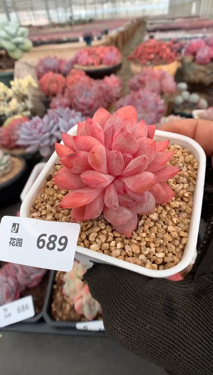 689雪天使缀一物一拍