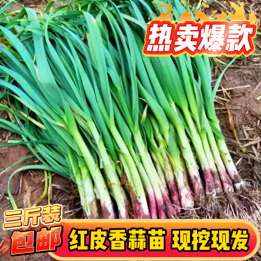 山东金乡农家本地露天大蒜叶新鲜红紫皮大蒜叶红根应季蔬菜3斤