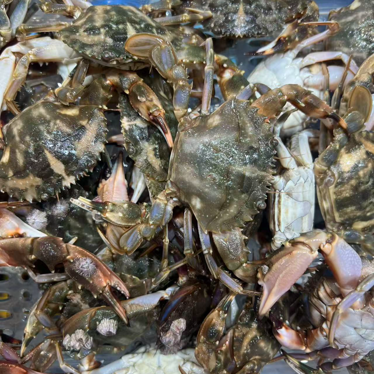 本海野生花盖蟹9-13只左右 1斤 鲜活顺丰发货 【到货保鲜不包活】