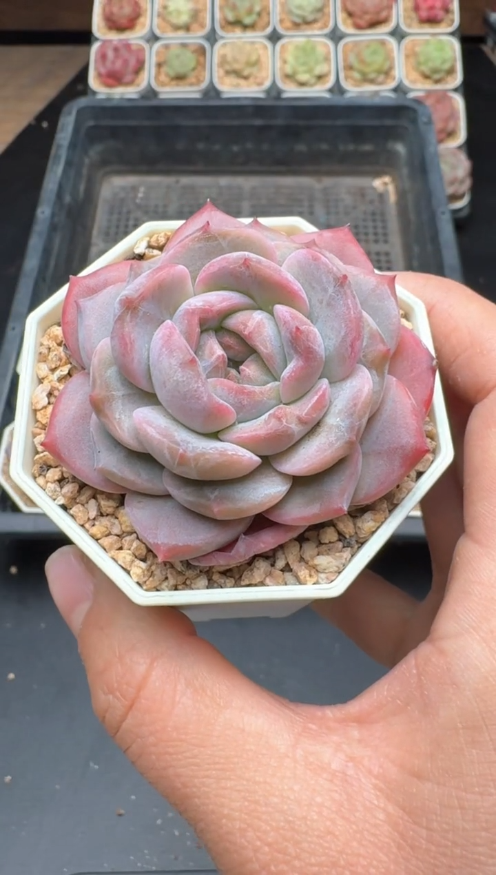 【闪购商品】734B物拍多肉带盆土6.5杯拍3颗包柚