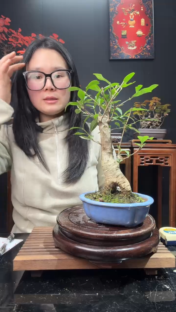 完全开放野栀子000