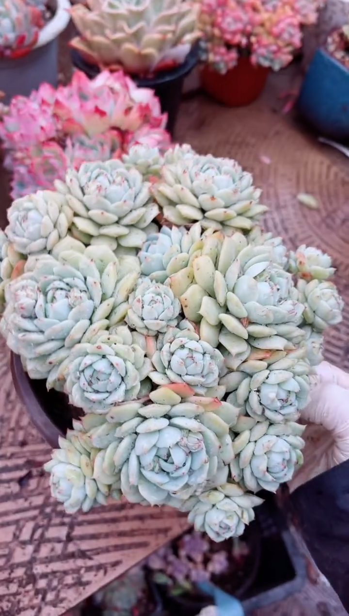 【闪购商品】03247