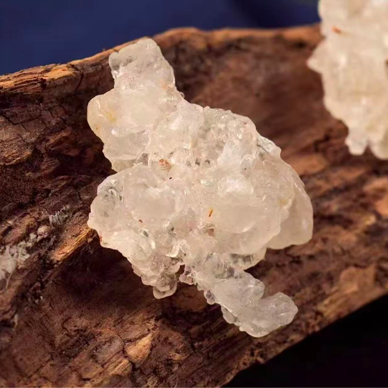 【25年乐乐家新收】 雪燕