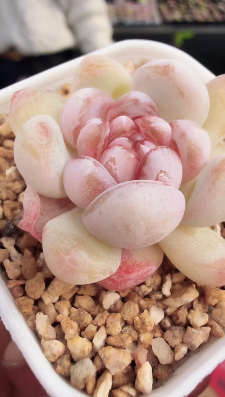 东云多肉园新款-256