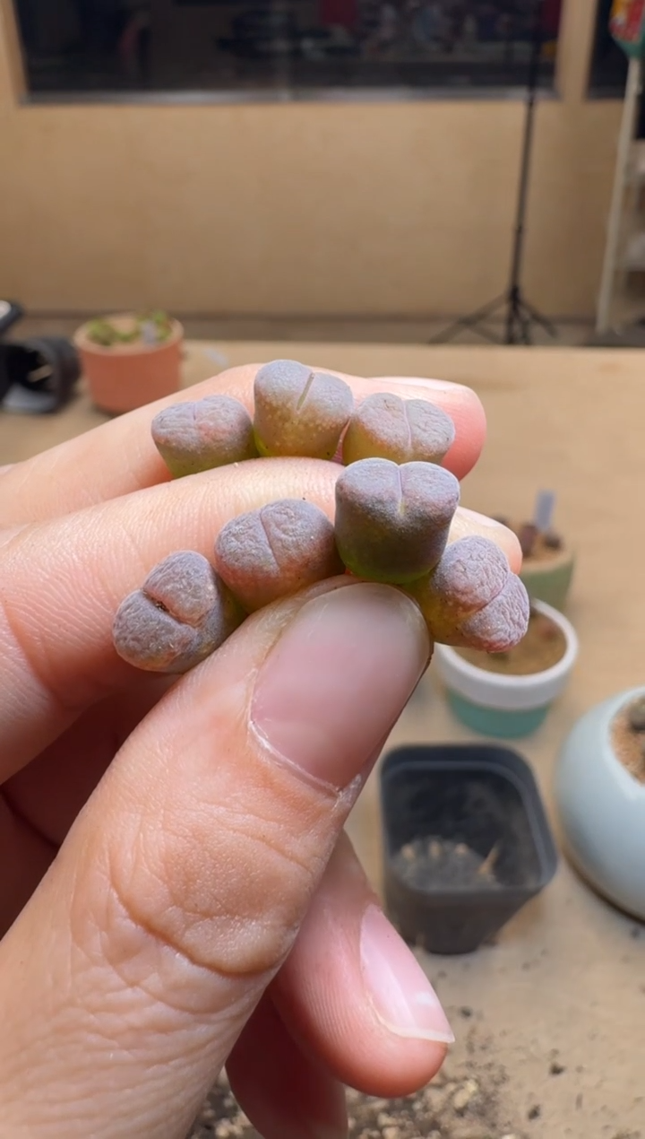 【闪购商品】1/24-186